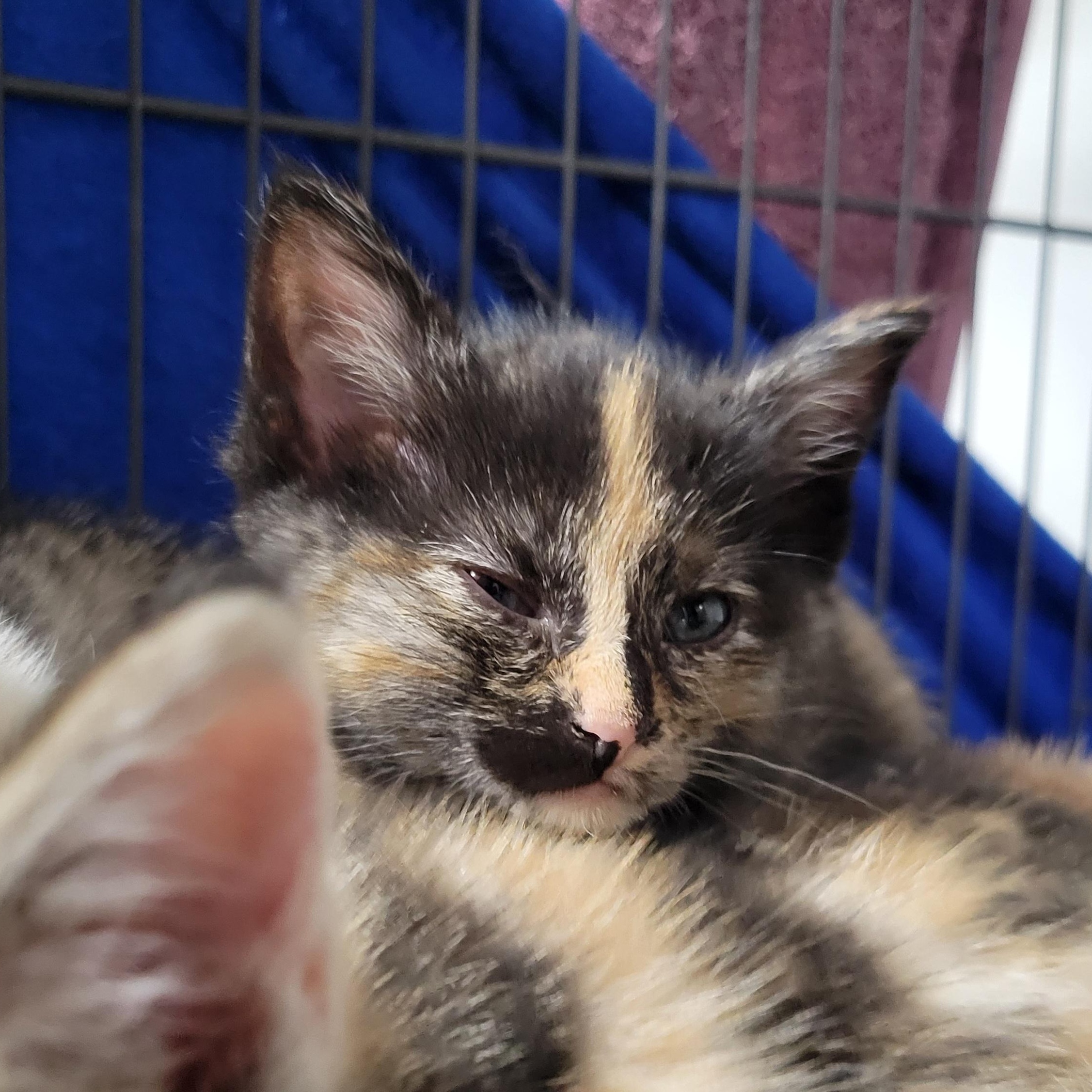 Enlarge Missy, an adopted Domestic Short Hair in Clarinda, IA image 2/3