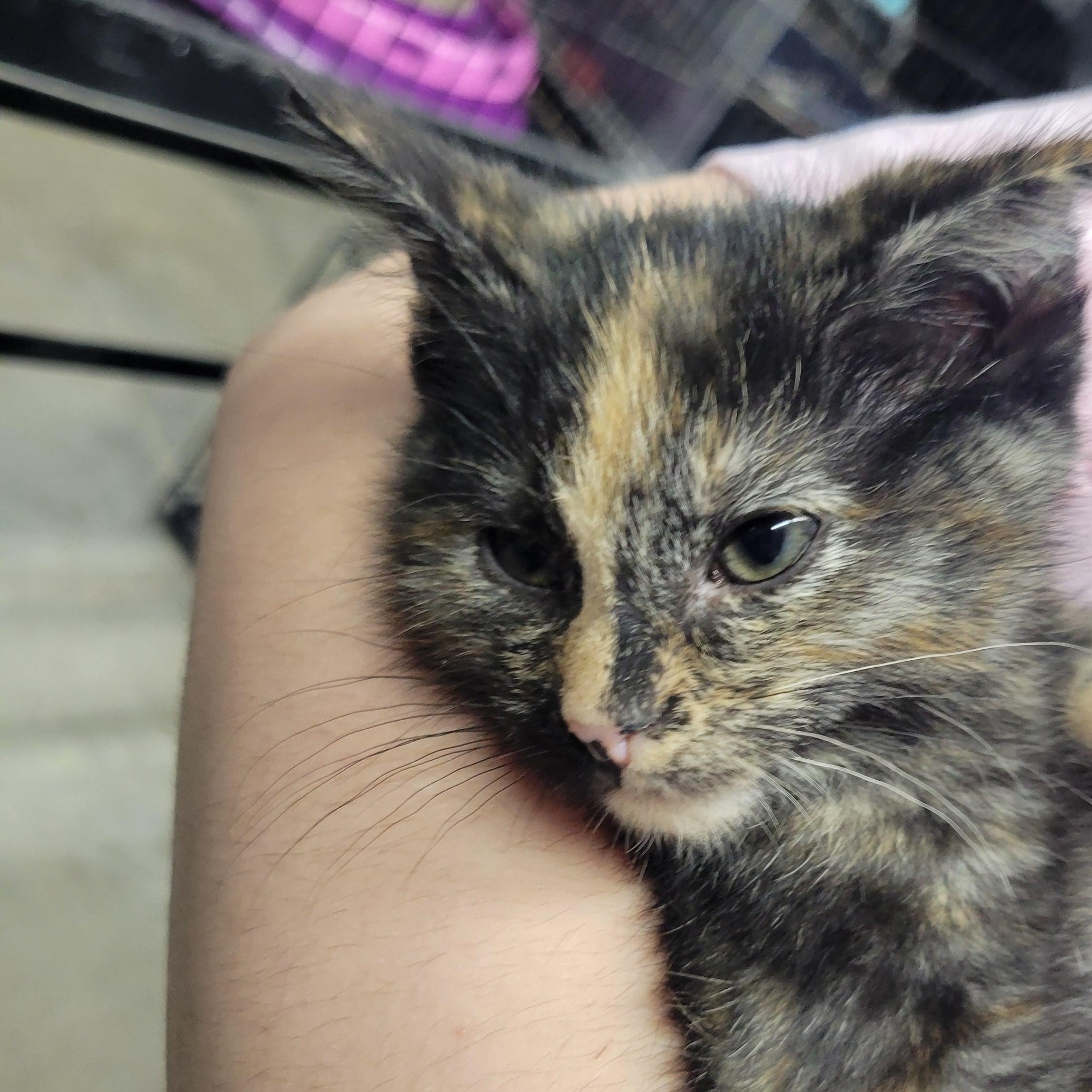 Enlarge Missy, an adopted Domestic Short Hair in Clarinda, IA image 3/3