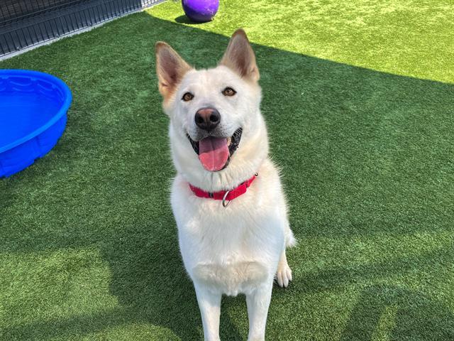 GOLDIE, Adoptable, Adult Female German Shepherd Dog & Mixed Breed.