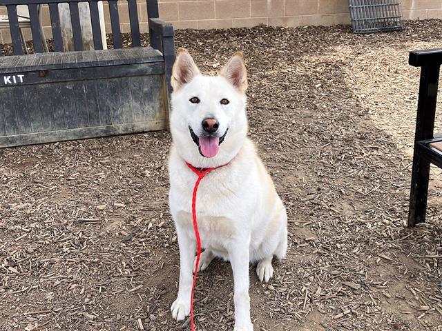 GOLDIE, Adoptable, Adult Female German Shepherd Dog & Mixed Breed.