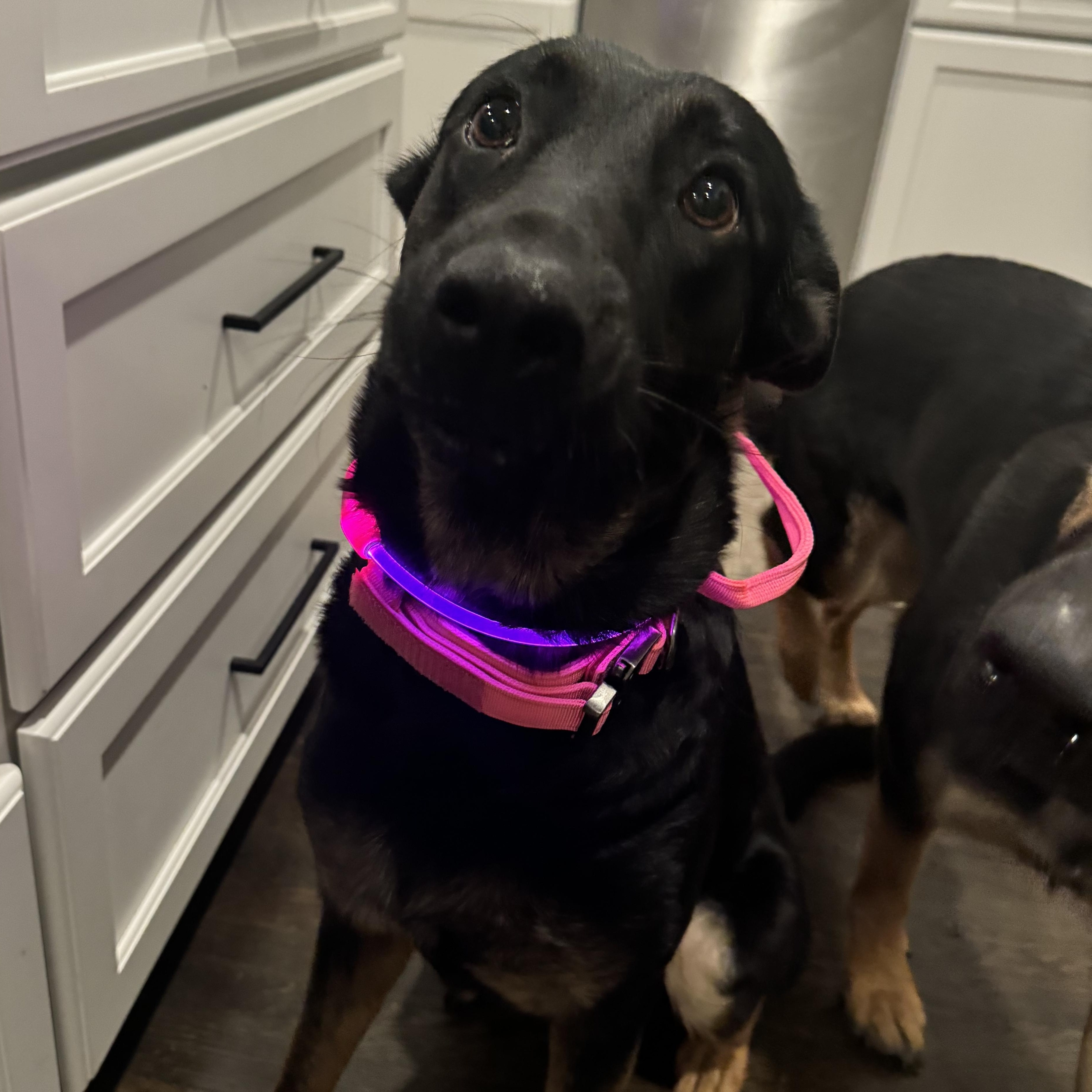 Enlarge Katy, a Adoptable German Shepherd Dog in Richmond, VA image 4/6