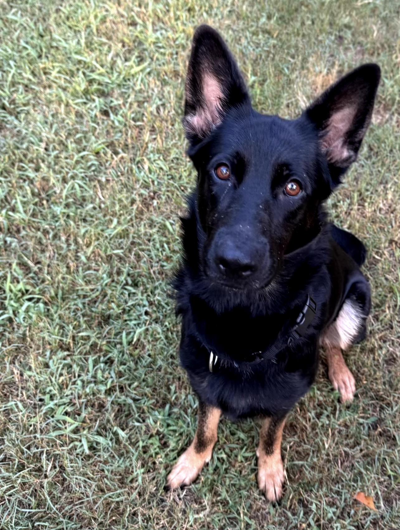 Enlarge Katy, a Adoptable German Shepherd Dog in Richmond, VA image 1/6