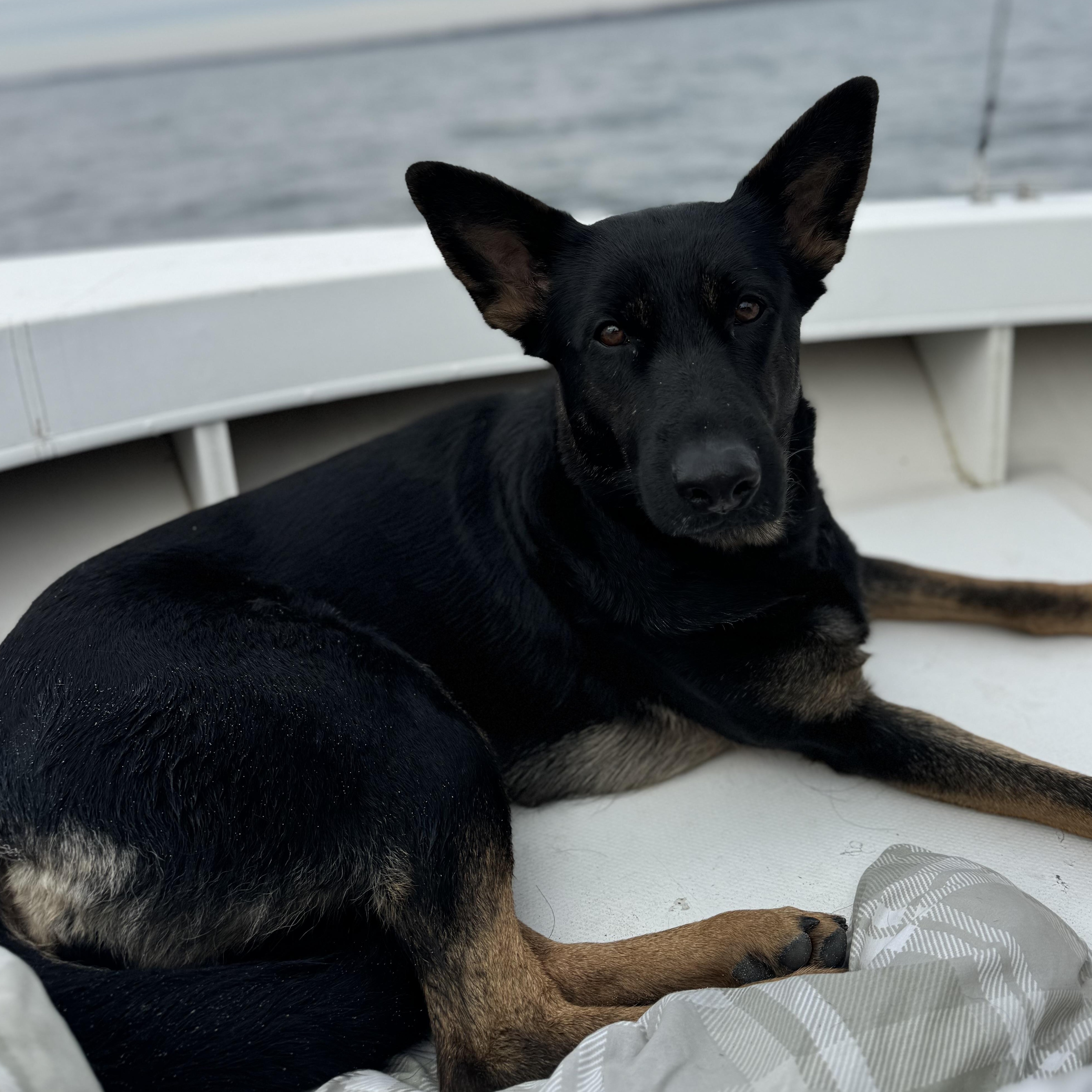 Enlarge Katy, a Adoptable German Shepherd Dog in Richmond, VA image 5/6