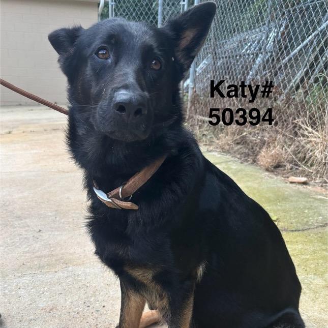 Enlarge Katy, a Adoptable German Shepherd Dog in Richmond, VA image 2/6