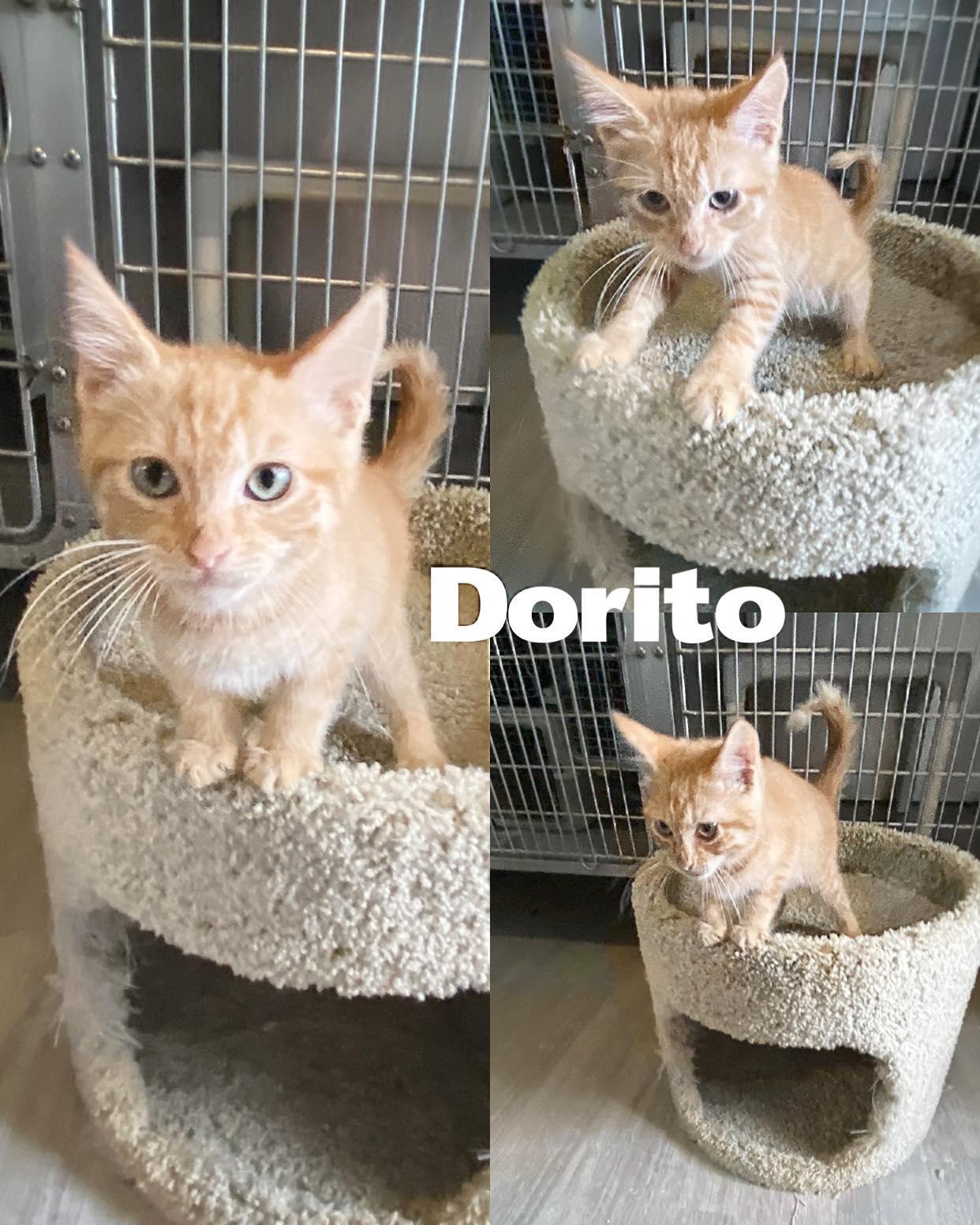Dorito