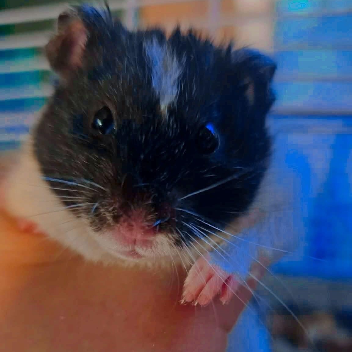 Syri, adopted, Adult Male Hamster.