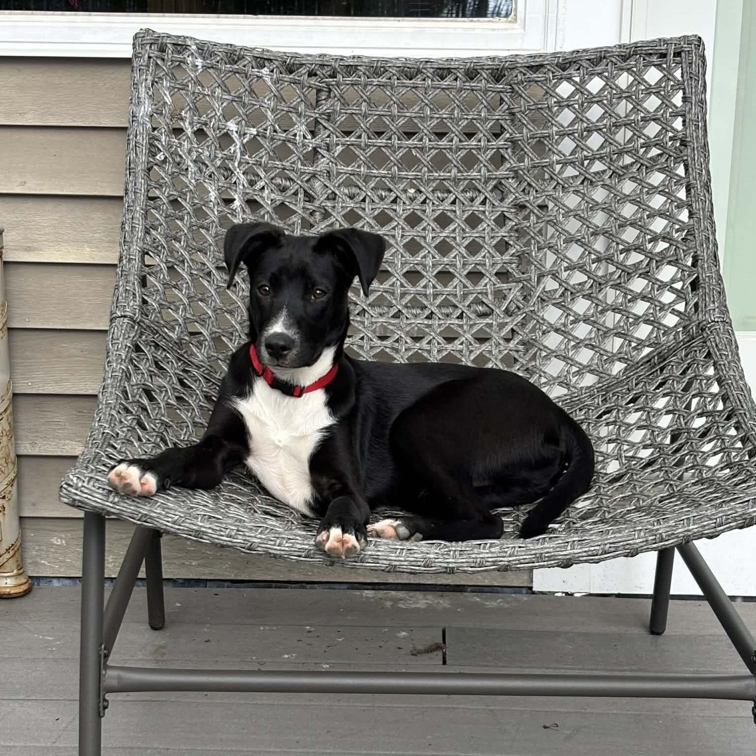 Franklin, ADOPTABLE, Young Female Mixed Breed.