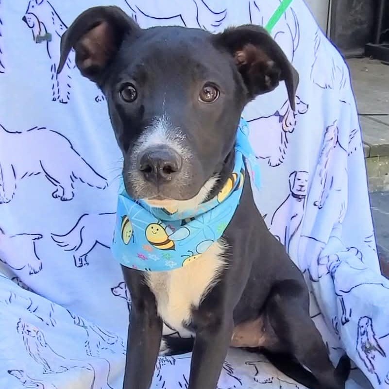 Franklin, a ADOPTABLE Mixed Breed in Woolwich, ME image 1/3
