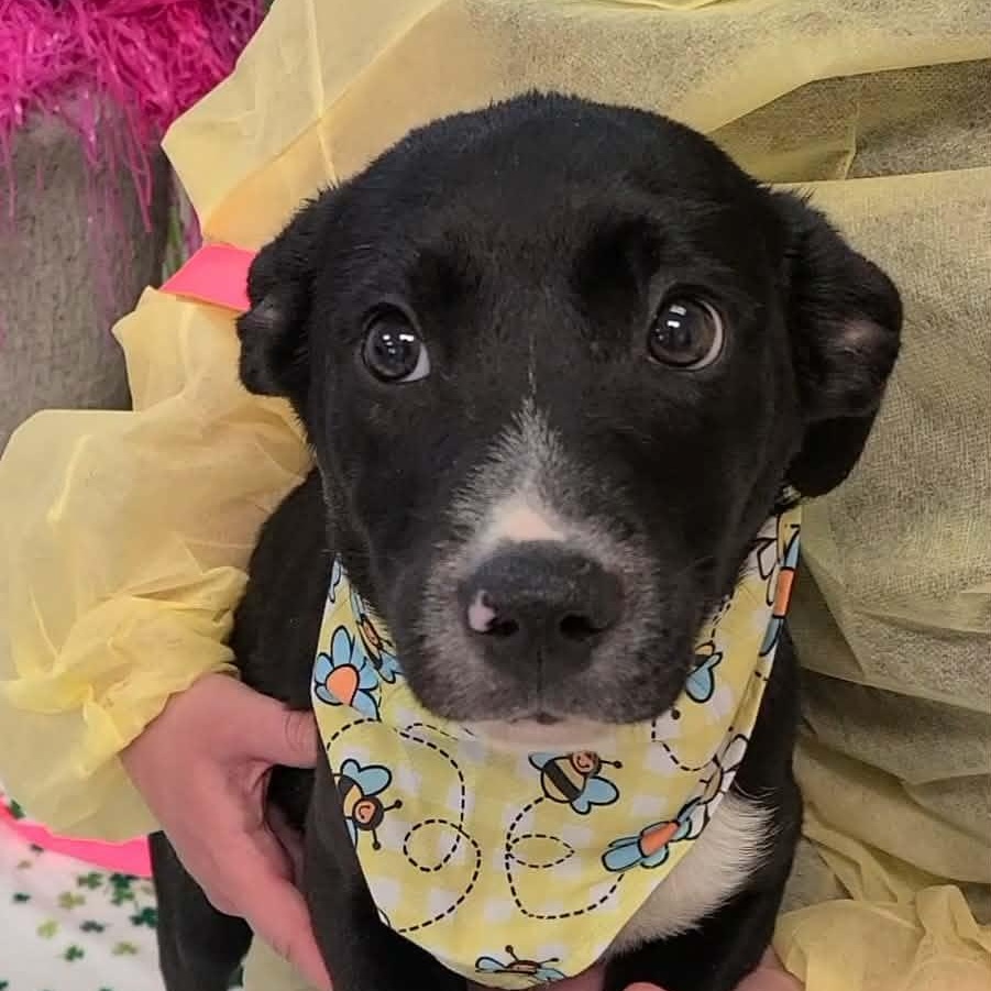 Enlarge Franklin, a ADOPTABLE Mixed Breed in Woolwich, ME image 2/3