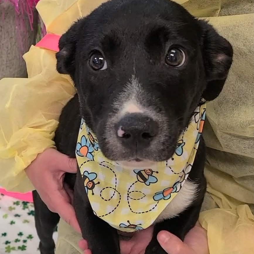 Enlarge Franklin, a ADOPTABLE Mixed Breed in Woolwich, ME image 1/3