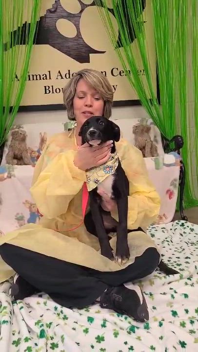 Enlarge Franklin, a ADOPTABLE Mixed Breed in Woolwich, ME video 3/3