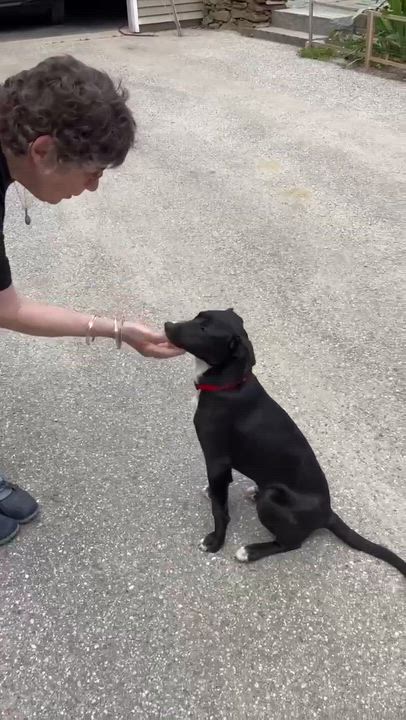 Enlarge Franklin, a ADOPTABLE Mixed Breed in Woolwich, ME video 4/4