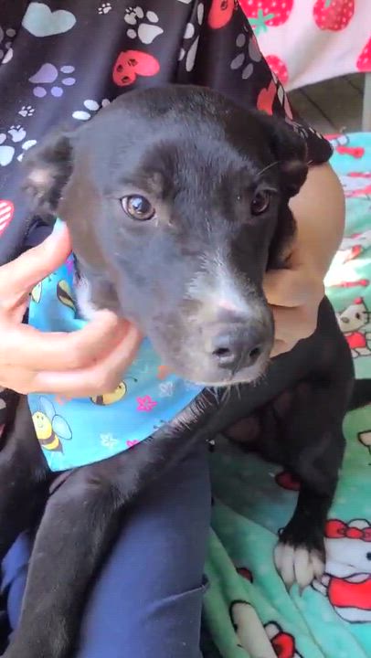 Enlarge Franklin, a ADOPTABLE Mixed Breed in Woolwich, ME video 3/3