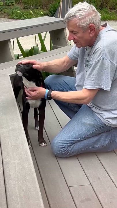 Enlarge Franklin, a ADOPTABLE Mixed Breed in Woolwich, ME video 3/4