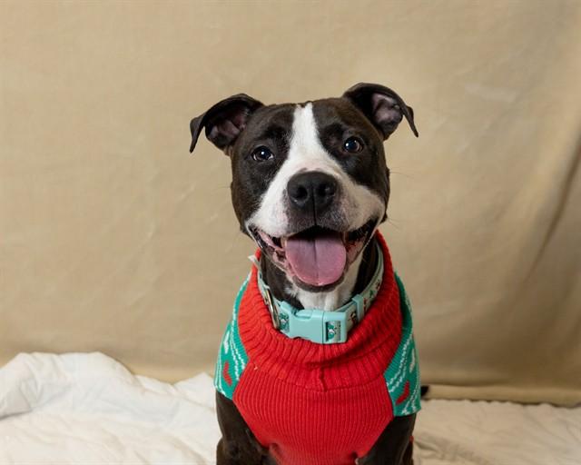 NACHO, Adoptable, Adult Male Pit Bull Terrier & Mixed Breed.
