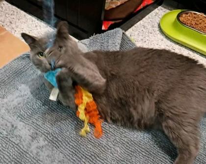 Dumbo, a Adoptable Domestic Short Hair in Boulder, CO image 1/3
