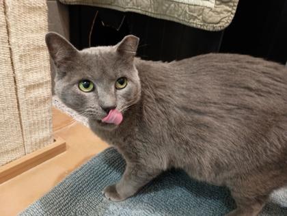Dumbo, a Adoptable Domestic Short Hair in Boulder, CO image 2/3