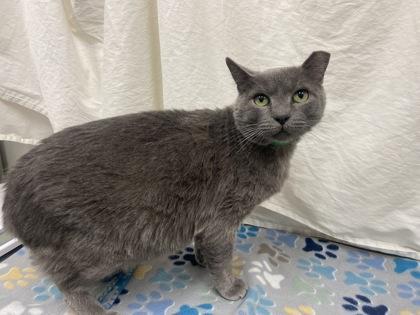 Dumbo, a Adoptable Domestic Short Hair in Boulder, CO image 3/3