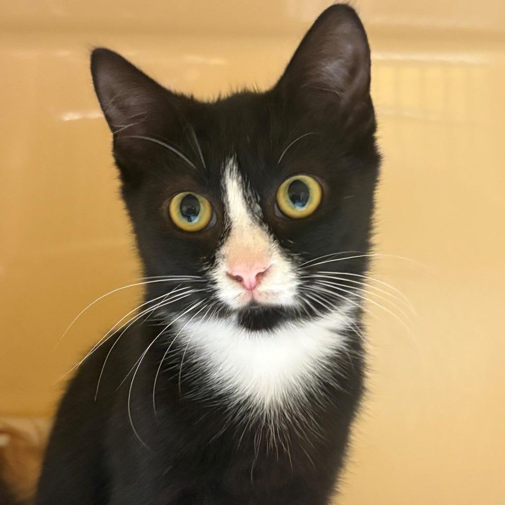Home Depot, Adoptable, Kitten Male Domestic Short Hair.