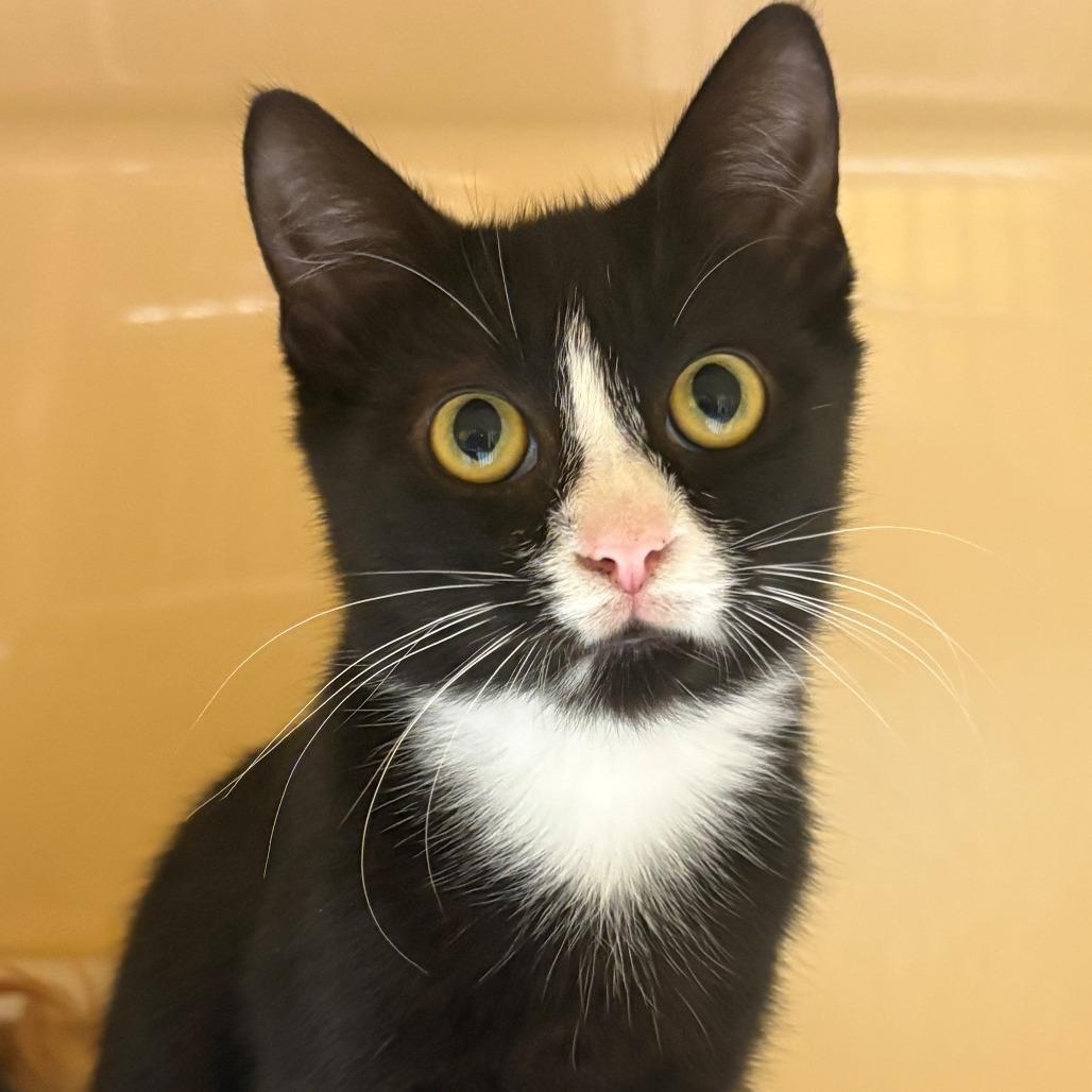 Enlarge Home Depot, a Adoptable Domestic Short Hair in East Hanover, NJ image 2/5