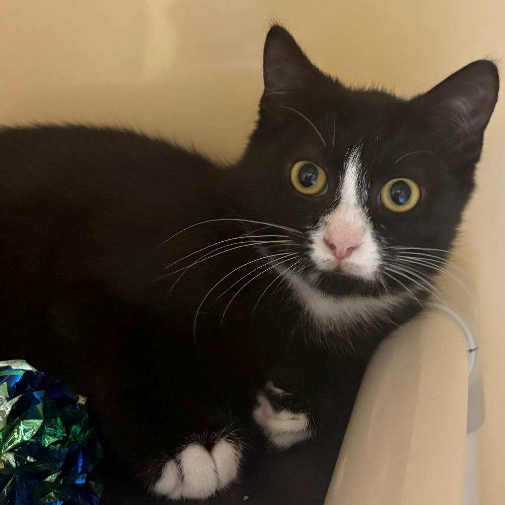 Enlarge Home Depot, a Adoptable Domestic Short Hair in East Hanover, NJ image 3/5