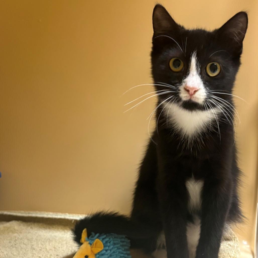 Enlarge Home Depot, a Adoptable Domestic Short Hair in East Hanover, NJ image 4/5