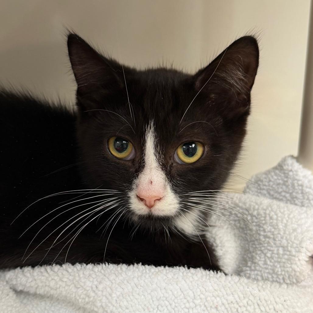 Enlarge Home Depot, a Adoptable Domestic Short Hair in East Hanover, NJ image 5/5