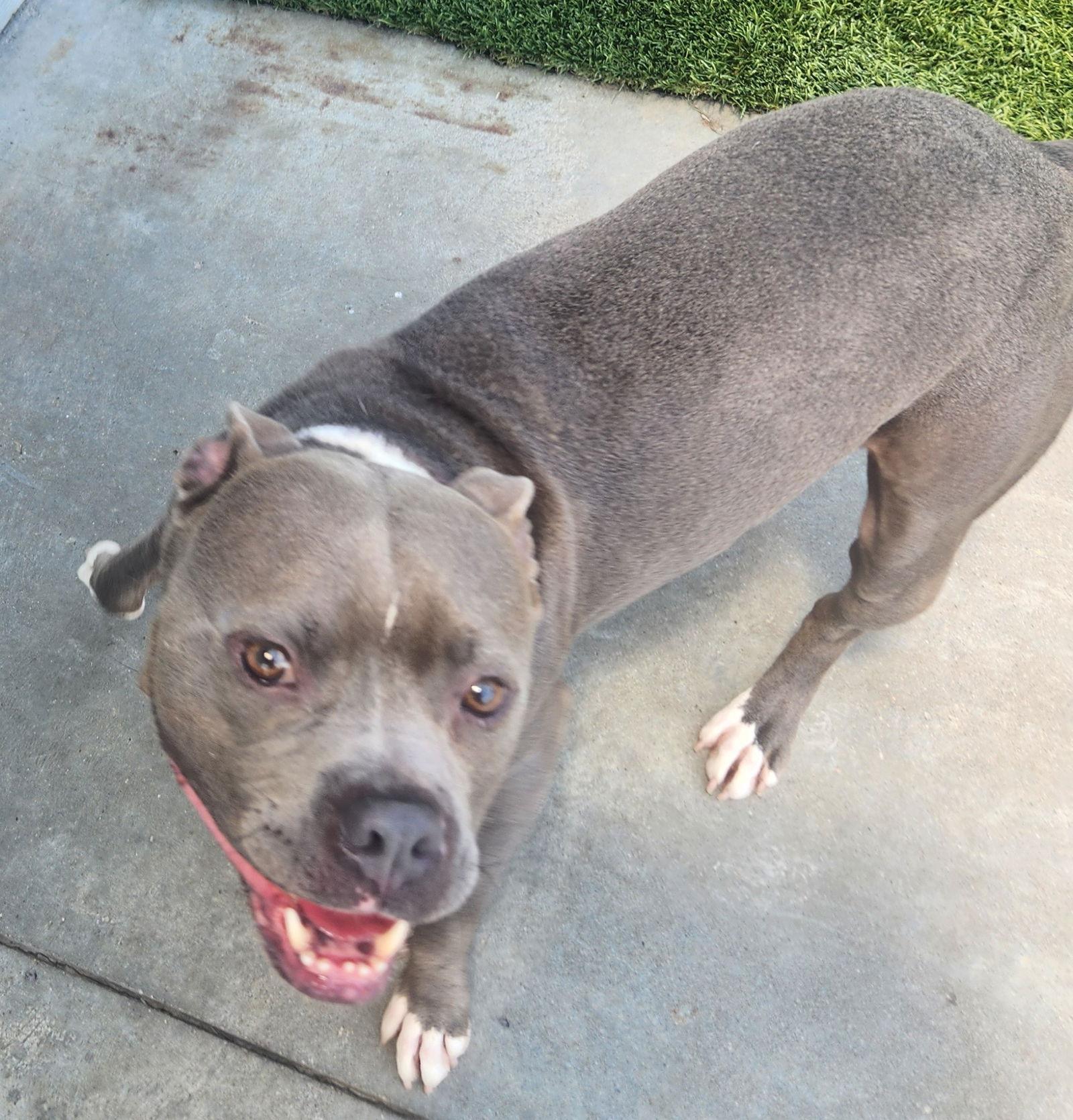 Hambone, a Adoptable Pit Bull Terrier image 1/2