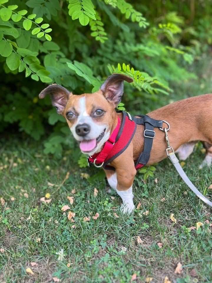 Wally Walnuts, an adopted mixed breed in Wappingers Falls, NY image 2/4