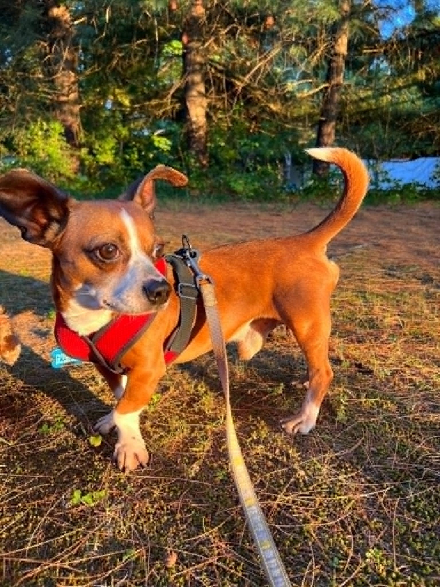 Wally Walnuts, adopted, Senior Male Chihuahua & Dachshund.
