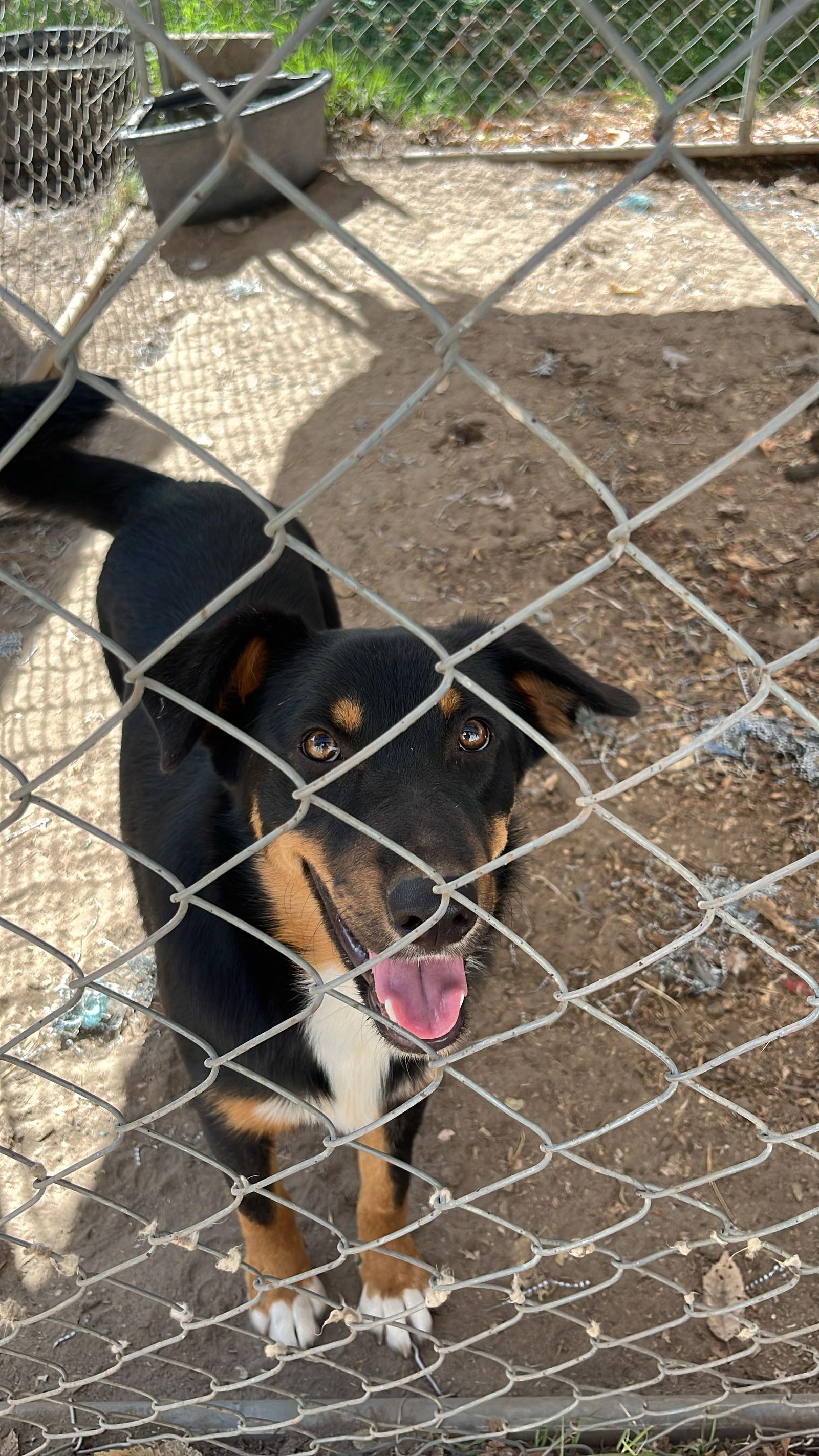Howler, Adoptable, Young Male Australian Shepherd.