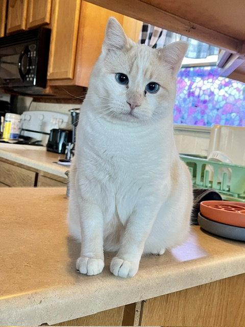 Sylvie, Adoptable, Adult Female Domestic Short Hair.