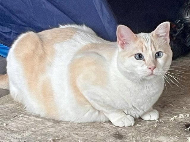 Enlarge Sylvie, a Adoptable Domestic Short Hair in Webster, WI image 2/3