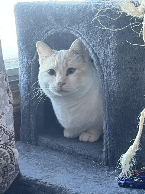 Enlarge Sylvie, a Adoptable Domestic Short Hair in Webster, WI image 3/3