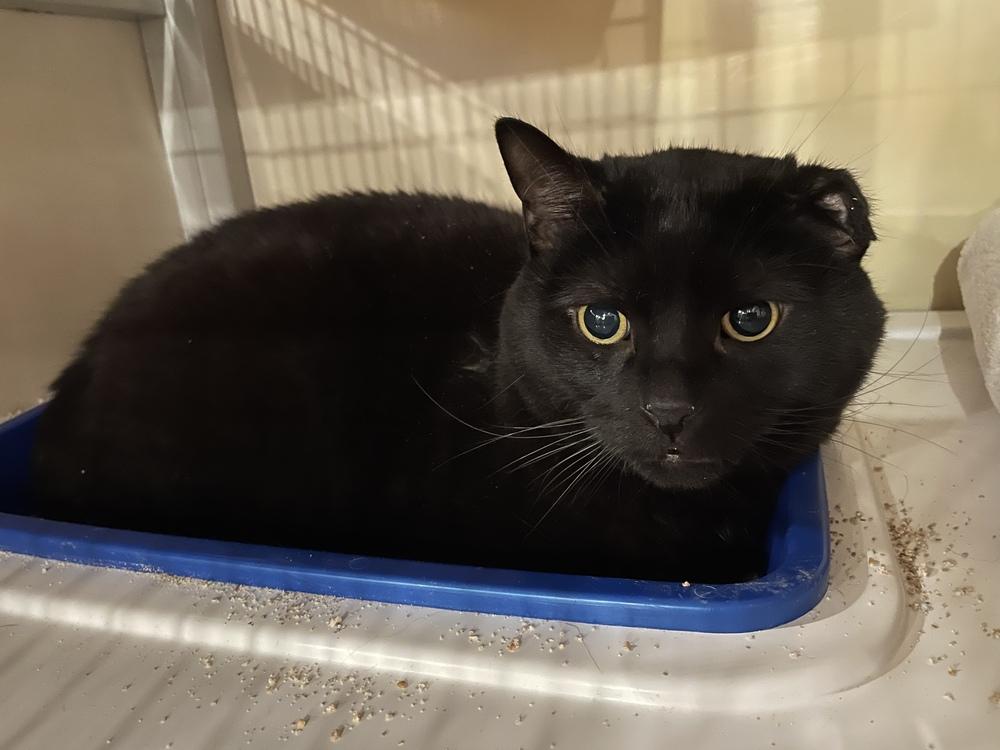 Charlie, Adoptable, Adult Male Domestic Short Hair.