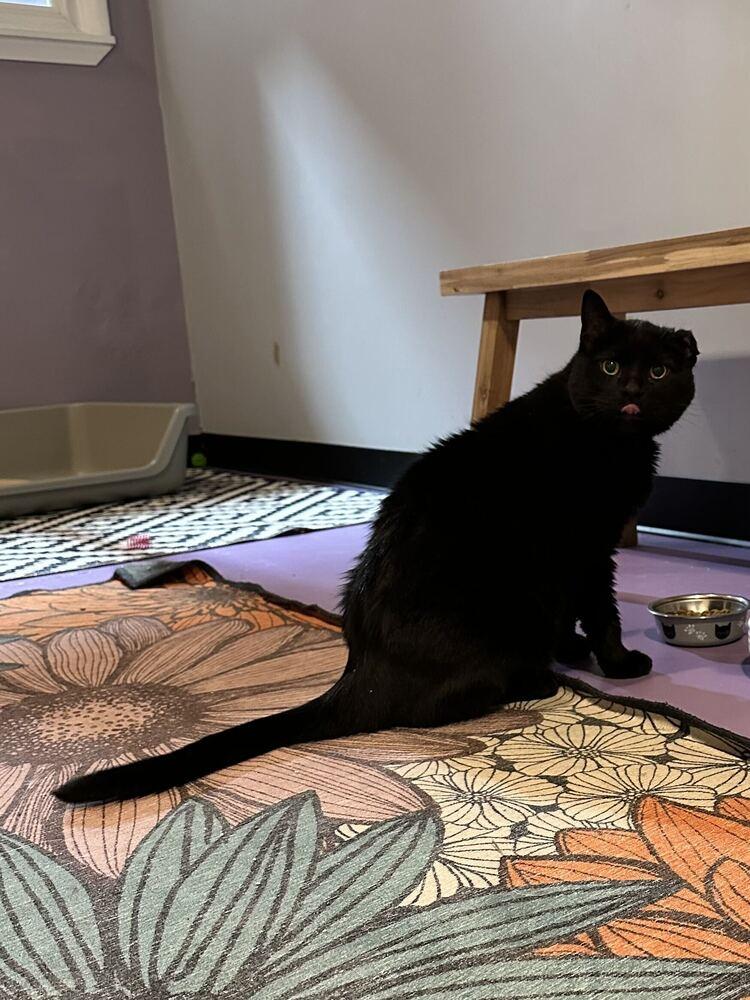 Enlarge Charlie, a Adoptable Domestic Short Hair in Ferndale, MI image 2/7