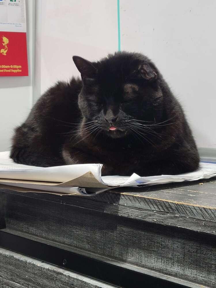 Enlarge Charlie, a Adoptable Domestic Short Hair in Ferndale, MI image 5/7