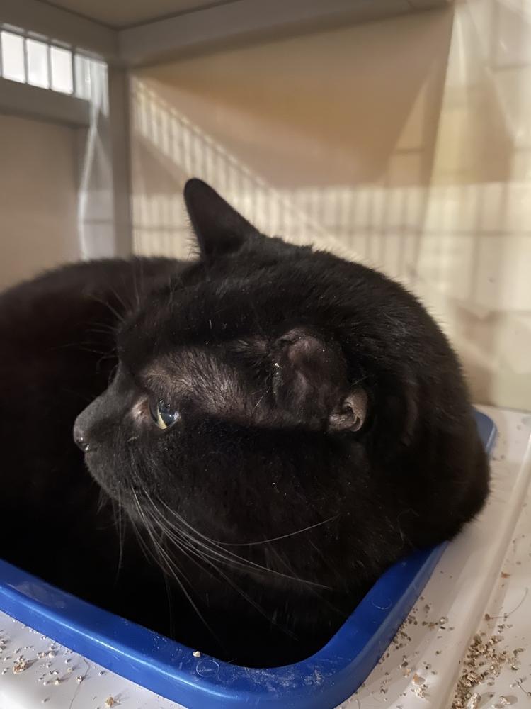 Enlarge Charlie, a Adoptable Domestic Short Hair in Ferndale, MI image 7/7