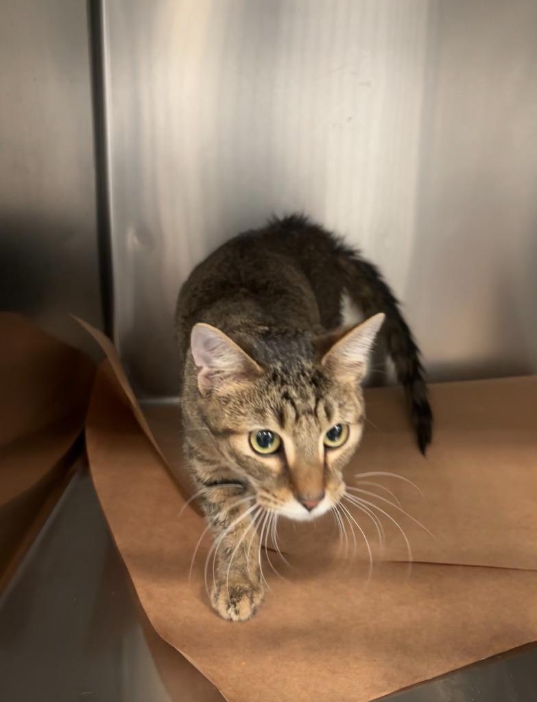 Enlarge Chive, a Adoptable mixed breed in Cartersville , GA image 1/1