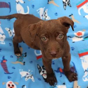 CT Boss Baby, Adoptable, Puppy Male Labrador Retriever & Mixed Breed.