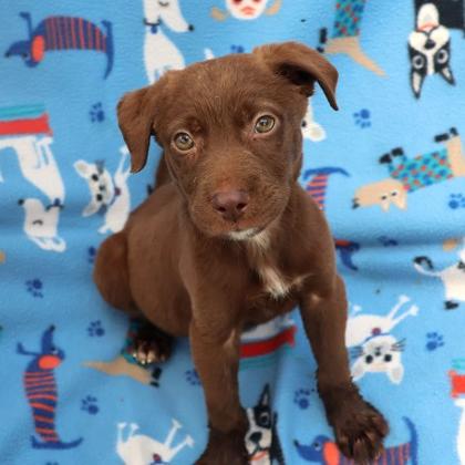 Enlarge CT Boss Baby, a Adoptable mixed breed in Eastford, CT image 2/2