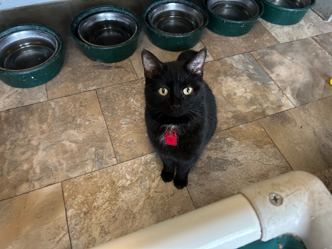 Rock Candy, Adoptable, Adult Female Domestic Short Hair.