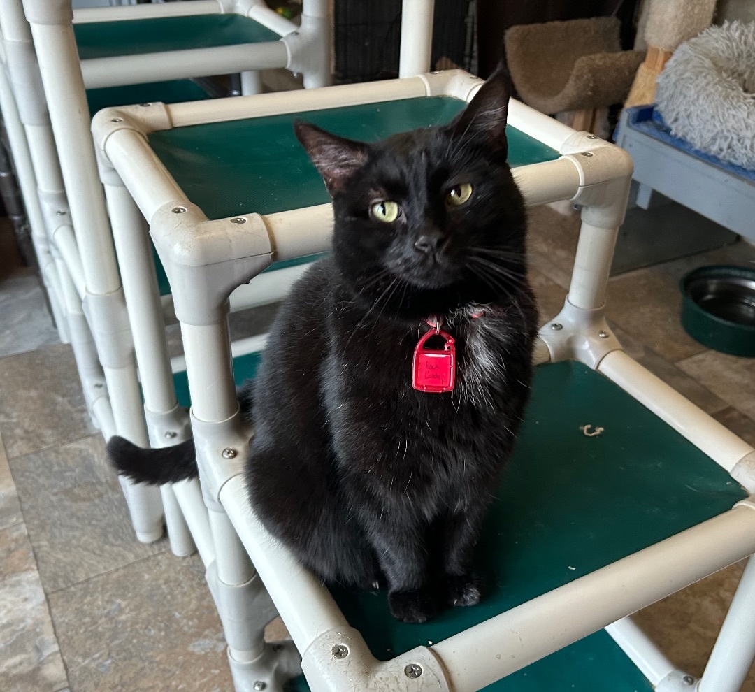 Enlarge Rock Candy, a Adoptable mixed breed in La Salle, IL image 2/2