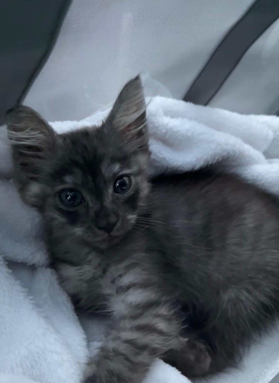 Princess Leia, a Adopted mixed breed in Phoenix , AZ image 1/3