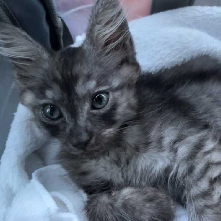 Princess Leia, a Adopted mixed breed in Phoenix , AZ image 2/3