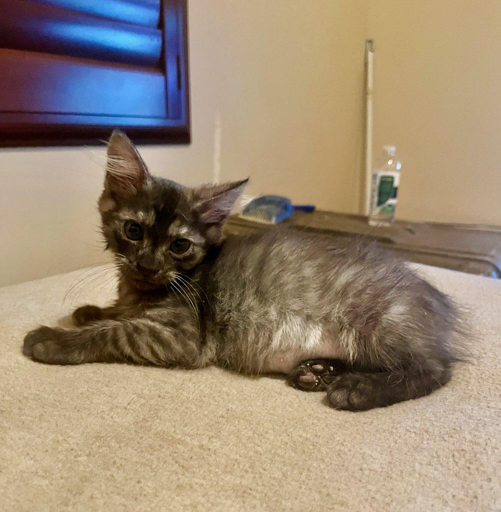 Princess Leia, a Adopted mixed breed in Phoenix , AZ image 3/3