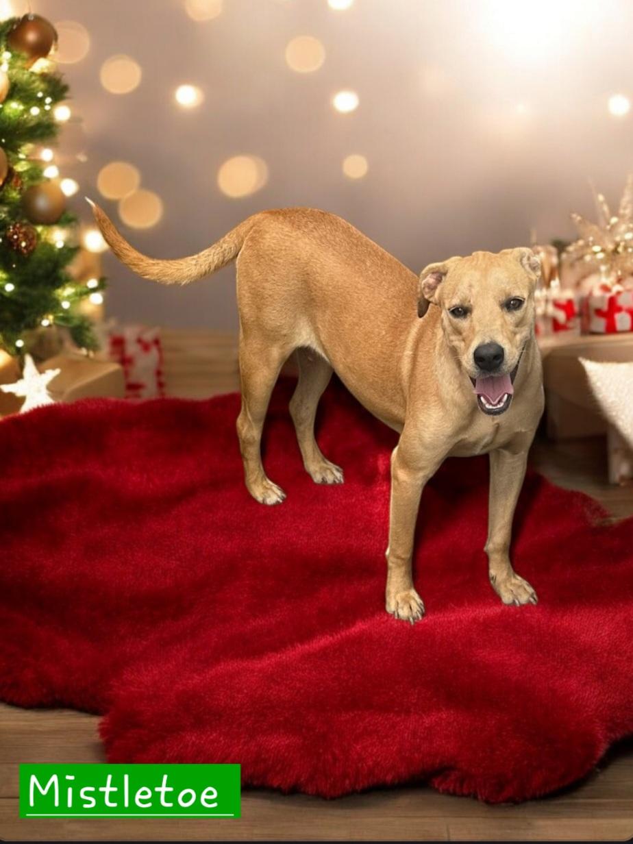 Enlarge Mistletoe, a Adoptable mixed breed in Winter haven, FL image 2/2