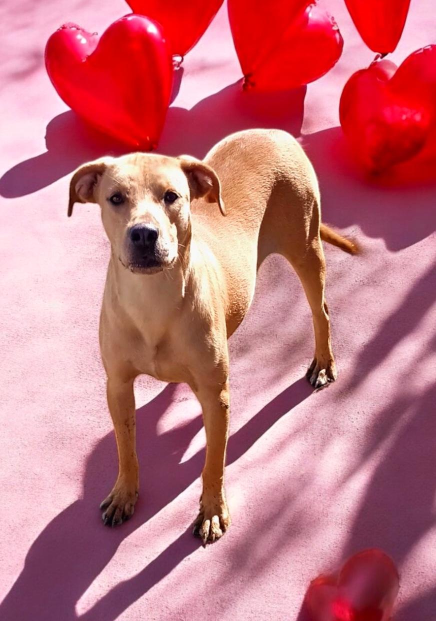 Enlarge Mistletoe, a Adoptable mixed breed in Winter haven, FL image 1/2