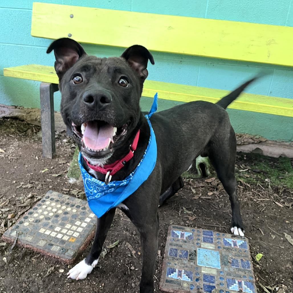 Manila Luzon, Adoptable, Adult Male Pit Bull Terrier & Mixed Breed.