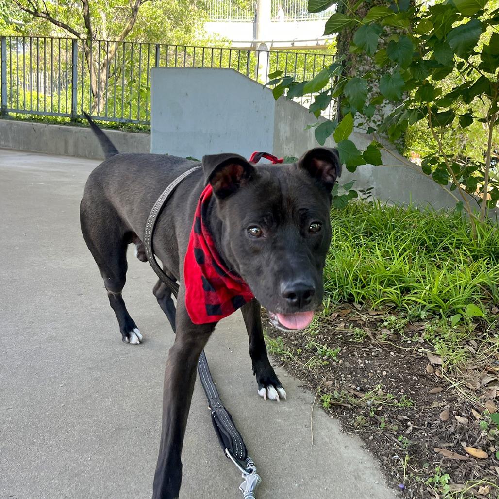 Manila Luzon, a Adoptable mixed breed in Austin, TX image 2/6